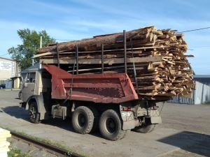 ГОРБЫЛЬ СОСНОВЫЙ ДЛИННЫЙ